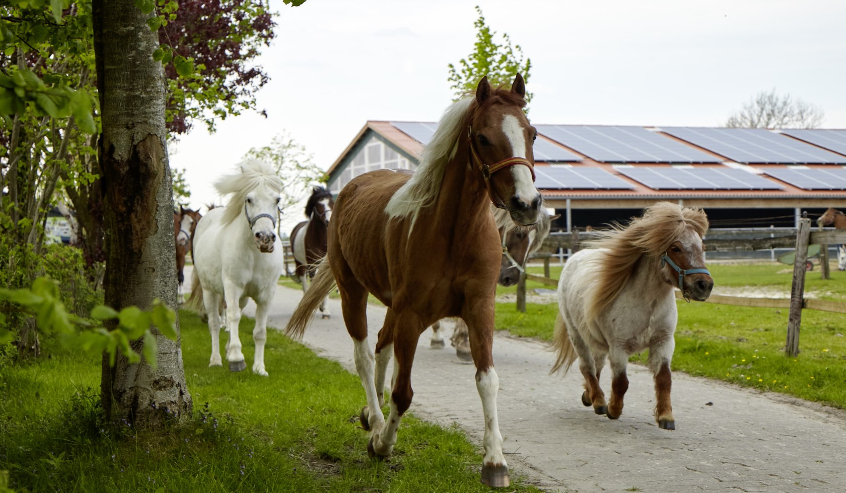 Ponys zur Weide, © Traberhof