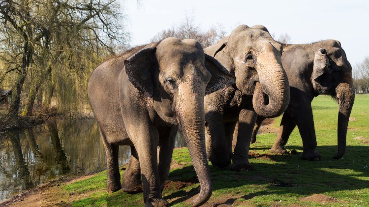 Elefanten im Tierpark Ströhen, © Gemeinde Wagenfeld