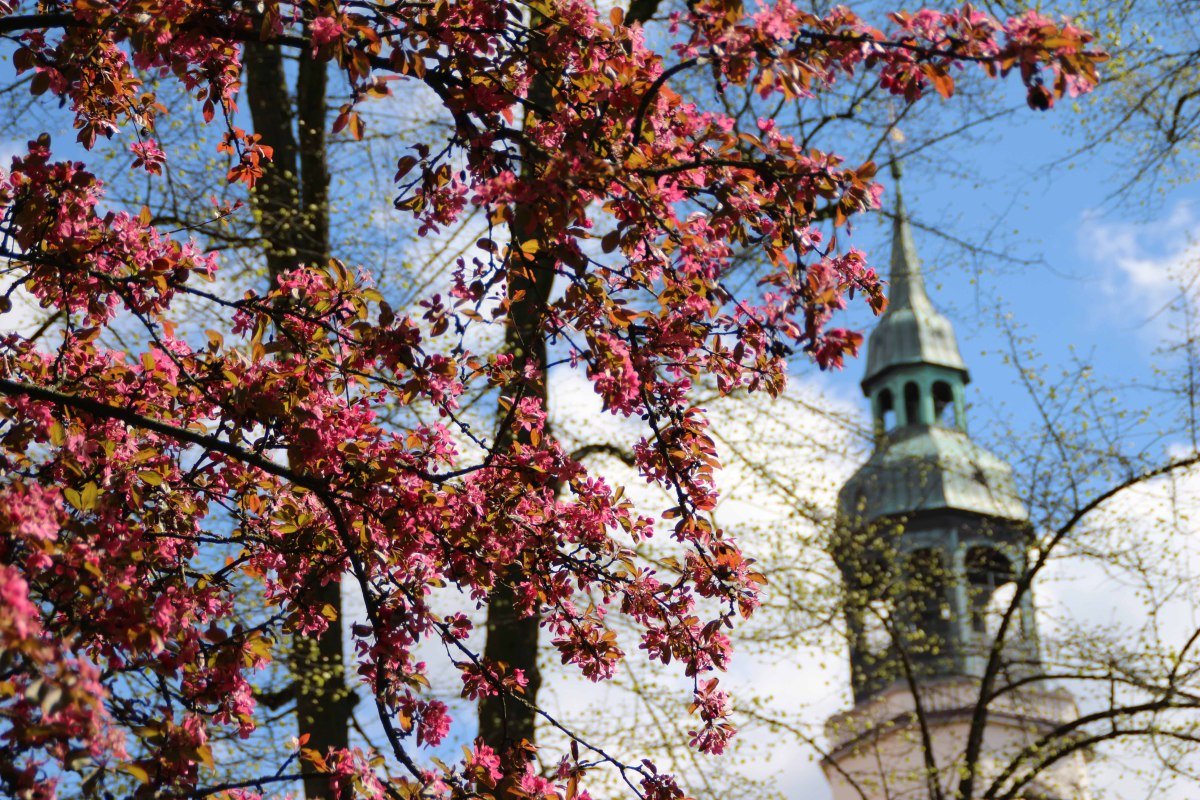 Kirschblüten vor der Stadtkirche, © Celle Tourismus und Marketing GmbH / K. Behre